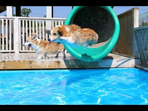 プールを満喫する犬  