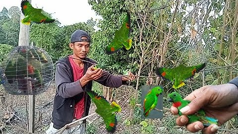 lokasi baru ‼️tempat nya burung serindit berkumpul dada merah semua