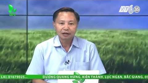 Cá bị đen đầu, đen mình, nổi lờ đờ thì phải xử lý thế nào?