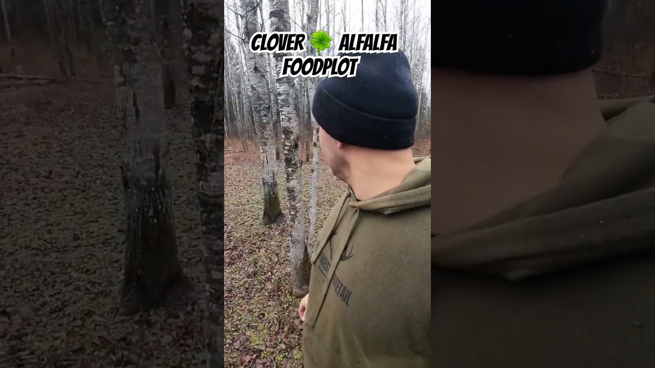 clover and alfalfa food plot