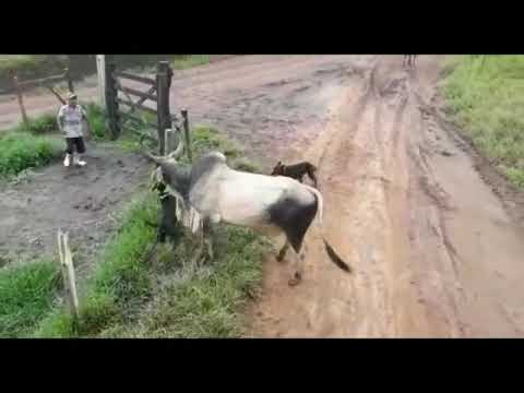 cow-kicking-the-dogs-funny.