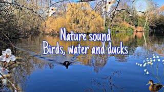 Nature sound birds,  water and ducks for relaxation