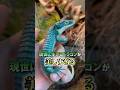 現世に生きるドラゴンが美しいすぎる...!!! #爬虫類 #reptiles #トカゲ