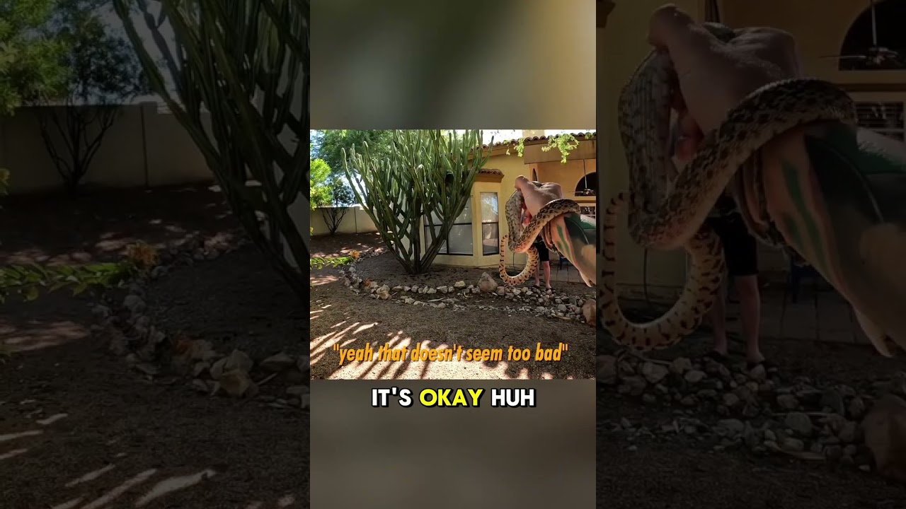This Isn't a Rattlesnake