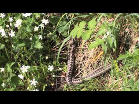 Males adders  fighting (Vipera berus)