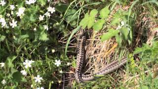 Males adders fighting (Vipera berus)