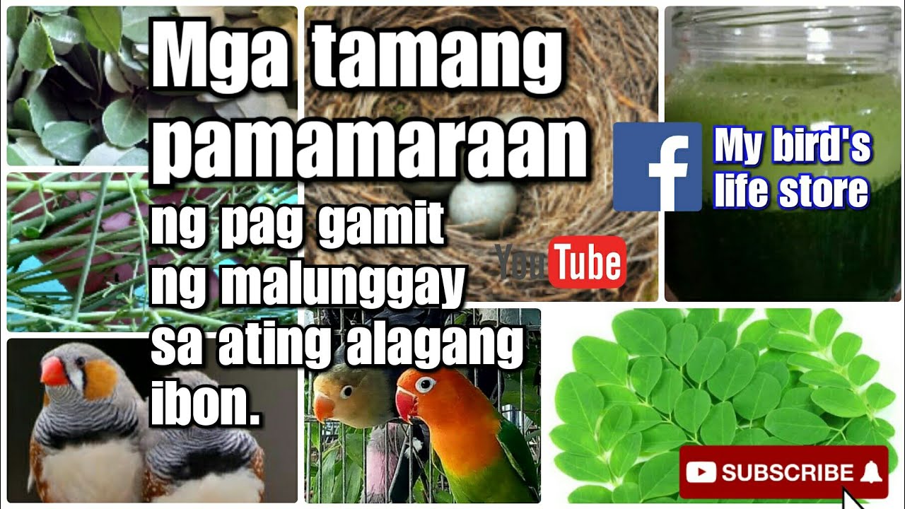 Tamang paraan ng pag gamit ng malunggay sa ating alagang ibon - YouTube