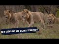 GIJIMA MALES TAKING OVER KAMBULA MALE HAS DIED LIONS OF SABI SAND EPISODE 27 OCTOBER 2025