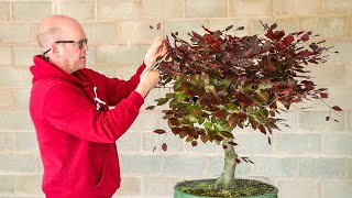 Spring pruning a mature copper beech bonsai