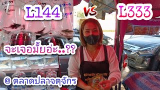 ปลาที่หลายคนตามหา L144/L333 @ ตลาดปลาจตุจักร #NCO544