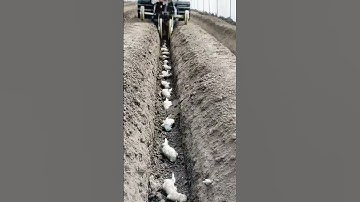 Soil trenching tool for ginger planting #goodtools #machine #smartwork