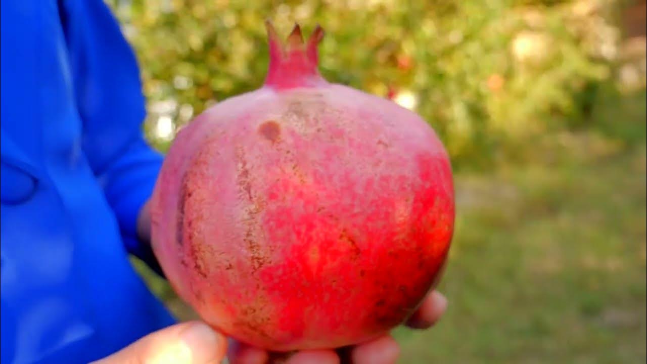 Сайт анор. Сайт анор. Гранат логотип. Сайт анор. Чайхана анор люблино меню.