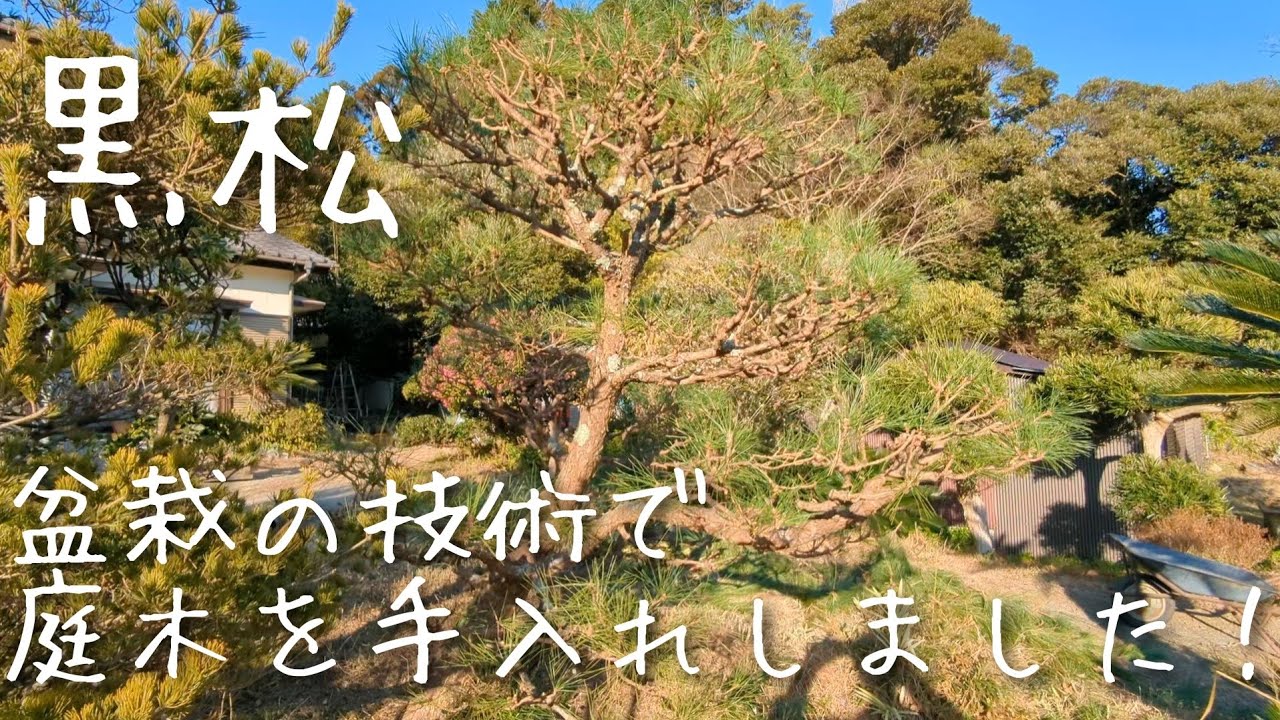 We used bonsai techniques to care for our black pine trees in our