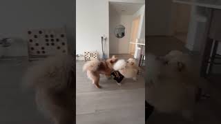 Chow Chows play fighting! #shorts #cute #funny