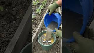 Обязательно сделайте это с перцем после высадки! #огород #сад #дача