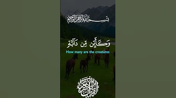 #تلاوة_خاشعة بصوت ملائكي #قران_كريم #قرآن #ماهر_المعيقلي #اكسبلور #korean #راحة_نفسية #ترند #duet