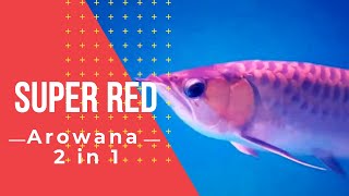 SUPER RED ARWANA : AROWANA BORNEO 2 in 1