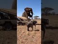 LEOPARD ATTACKS BABY ELEPHANT! MOM'S RAGE ENSUES! #तेंदुएकाहमला #हाथीदुस्साहसी #सफारीअराजकता