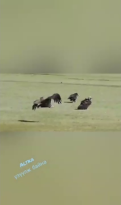 тас шувуу... - YouTube