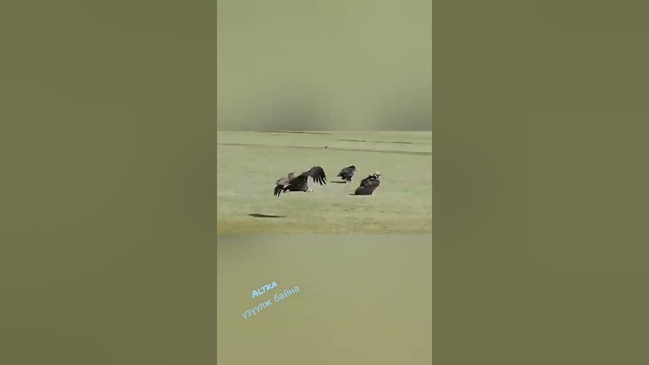 тас шувуу... - YouTube