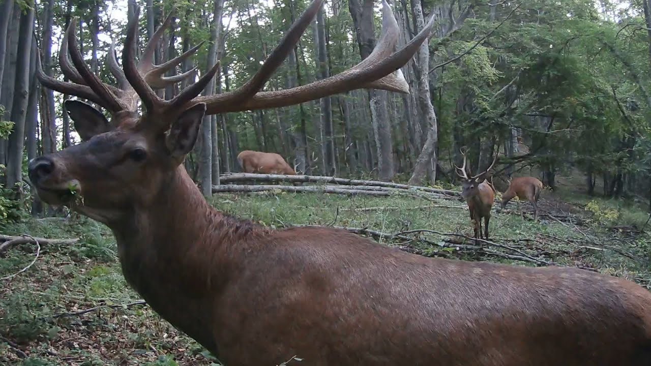 Rok na Fatranskom chodníčku (Veľká Fatra zábery z fotopasce)