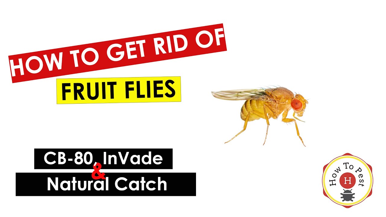 How to Get Rid of Fruit Flies, naturally!