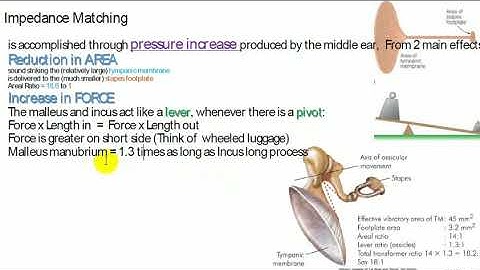 How sounds work biophysics part 2