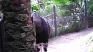 Okapi Walking Around At San Diego Zoo