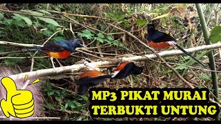 Suara Pikat Murai Hutan Liar Jernih