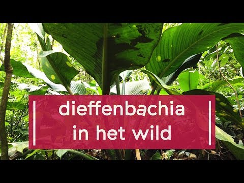 Video: Dieffenbachia (Dieffenbachia) - Variëteiten, Reproductie, Landbouwtechnologie