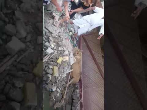 لبوة مشردة