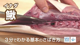 鰍（いなだ）のさばき方 - How to filet Young Yellowtail -｜日本さばけるプロジェクト（海と日本プロジェクト）