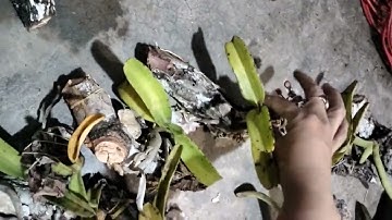 Bán nguyên lô ₫ai trâu rừng buôn don lh 0337781128 0332155318