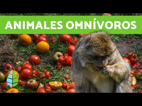Video: ¿Por qué algunos animales son omnívoros?