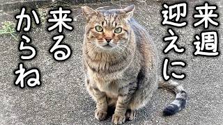 【メンバー限定】ピースケが豆家に来る4日前【元野良猫ピースケ】