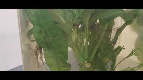 Baby Java Fern Plantlets / Rhizome Plant Propagation / Anubias & Java Fern Easy Aquarium Plants