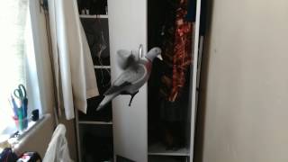 Motorlu Tahtalı mühresi 2000₺