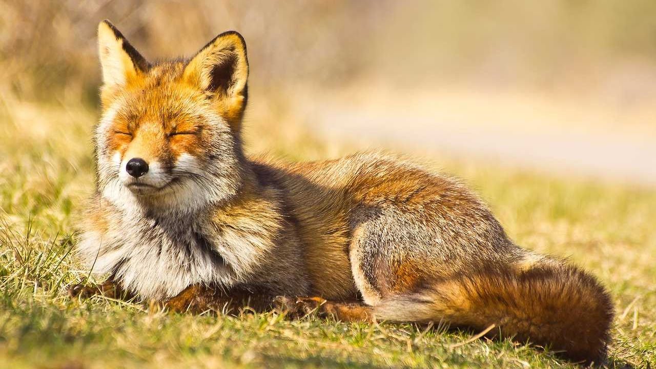 ＤＥＬＩＣＡＳＴＥＥＺ . - deli [vol 1]