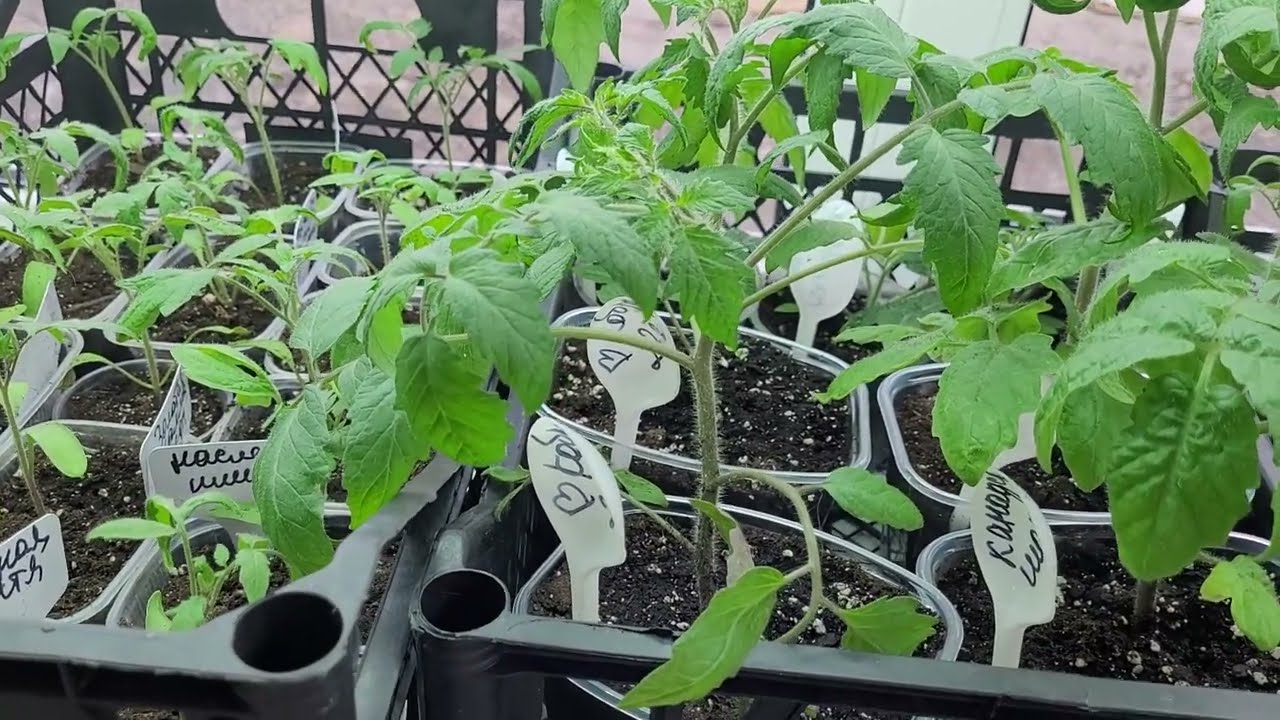 16 марта 2025 г.Старт