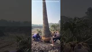 100year Boat Carved From Single Palm Tree  shorts viral
