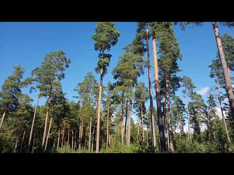 Бог Велес. Мифы и легенды. Его возможности и свойства. 1 часть на фоне леса.