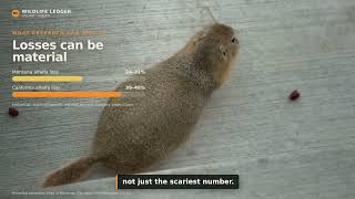 The Hidden Cost of Gophers: What These Animals Cost Calgary