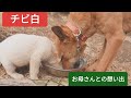 チビ白もまた幸運の持ち主