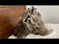 Two Raccoons Play Fighting