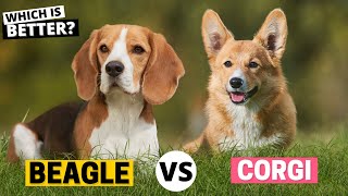 Beagle vs. Corgi: Which is Better for You?