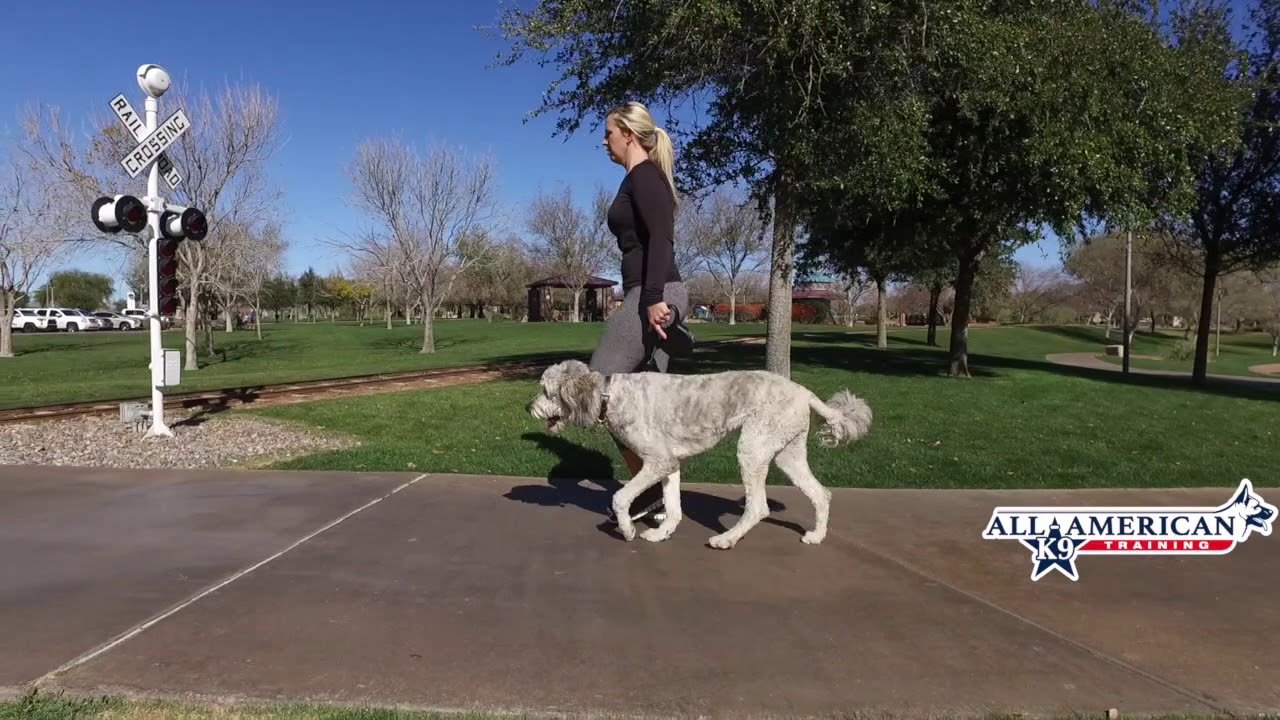 Golden Doodle Hyper, Lunges at Bikes, Dog Aggression Board and Train