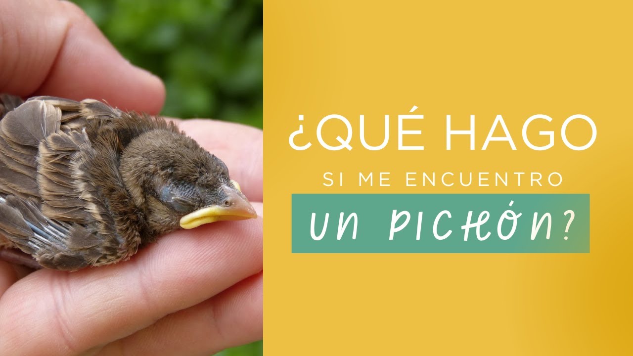 ¿QUÉ HAGO si me encuentro un PICHÓN?