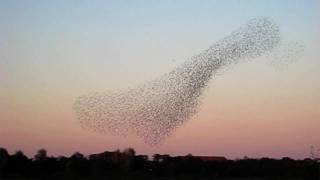 Starlings creates black Sun / Stære laver sort sol