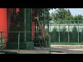 Жираф Леди отошла передохнуть от общения с посетителями) Тайган Giraffe Lady