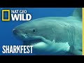 The ultimate predators  inside the terrifying world of great white sharks  full documentary